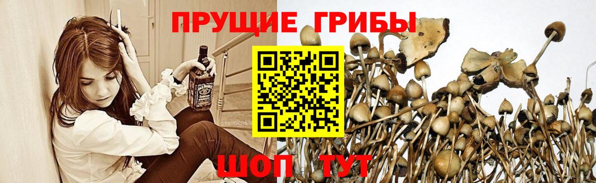Галлюциногенные грибы мицелий Горно-Алтайск